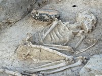 Eine weitere Hockerbestattung mit gut freigelegten Knochen und einer Schale links neben dem Schädel des Skeletts.